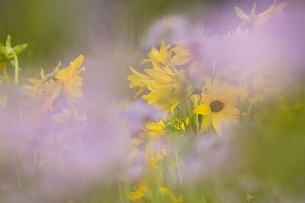 Jaynes Gallery 아티스트의 USA-Colorado-Gunnison National Forest Mule-ears and aster flowers abstract작품입니다.